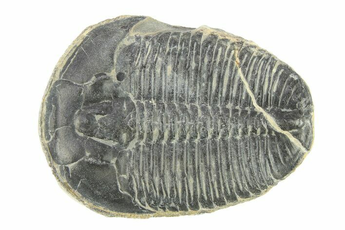 Elrathia Trilobite Fossil - Utah #288973